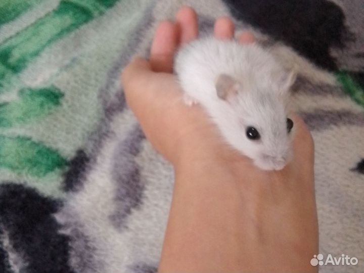 Джунгарский хомяк