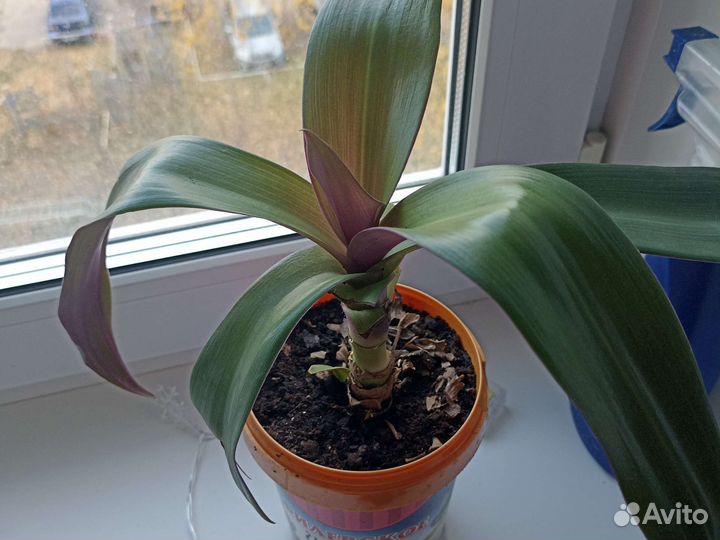 Хойя Пубикалис, традесканция Рео