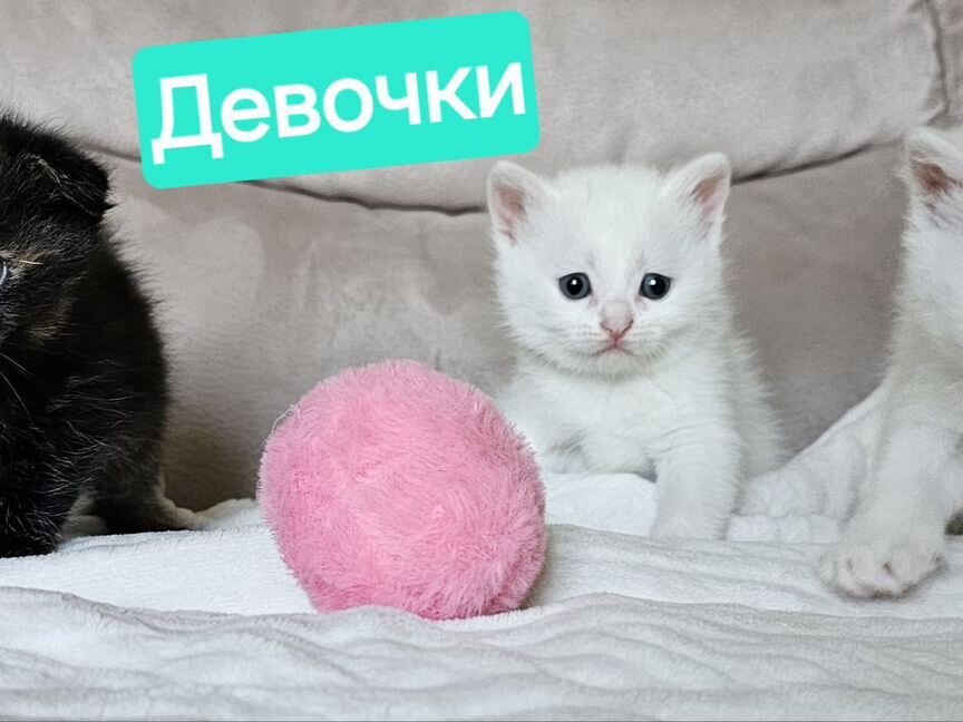 Котята мальчики и девочки(белые и разноцветные)