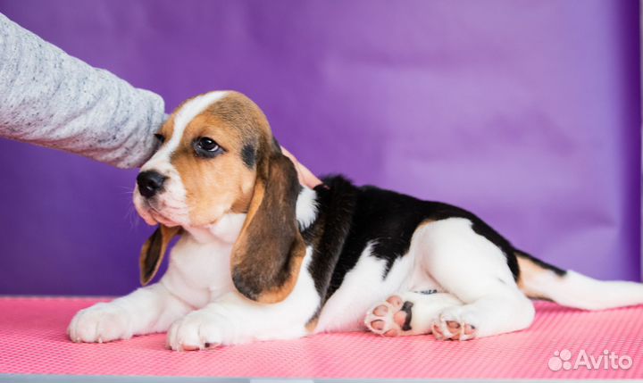 Щенки бигль