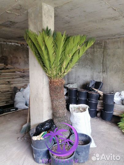 Пальмы Цикас большие