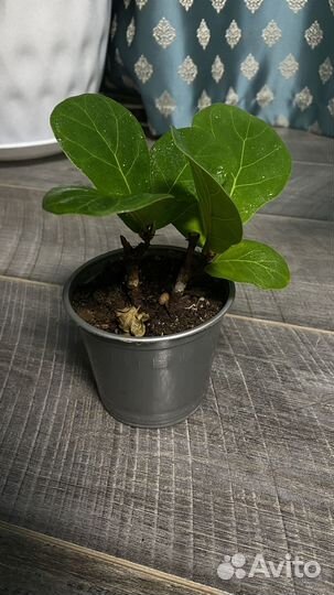 Фикус лирата