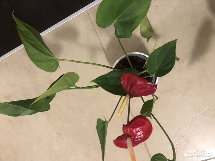 Антуриум красный крупный