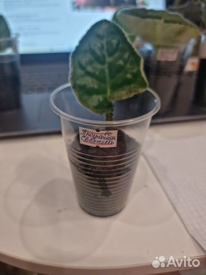 Фиалки все в одни руки