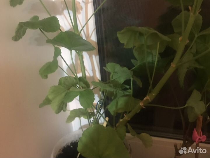 Пеларгония герань нежно розовая