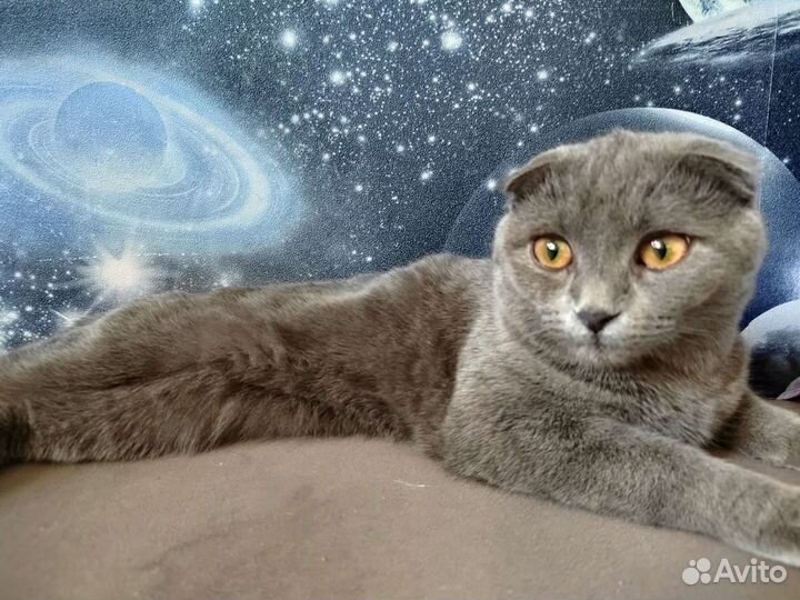 Шотландская вислоухая кошка бесплатно