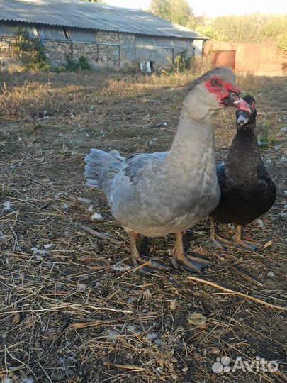 Утак и уточка тяжёлой линии (Франция)