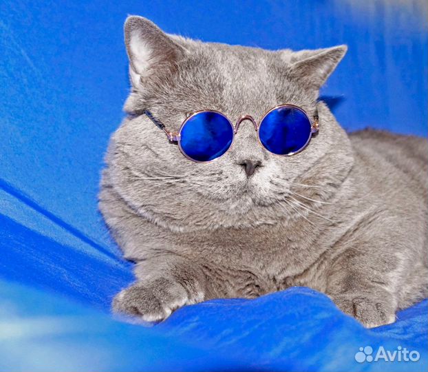 Шотландский кот для вязки