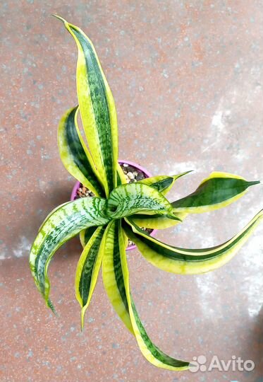 Сансевиерия Twisted Sister
