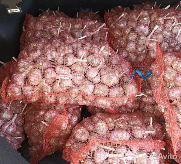 Новый урожай чеснока, сорт Любаша