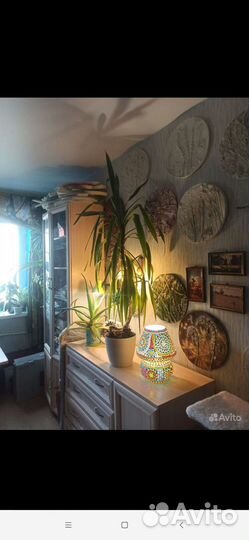 Юкка гигантская обмен