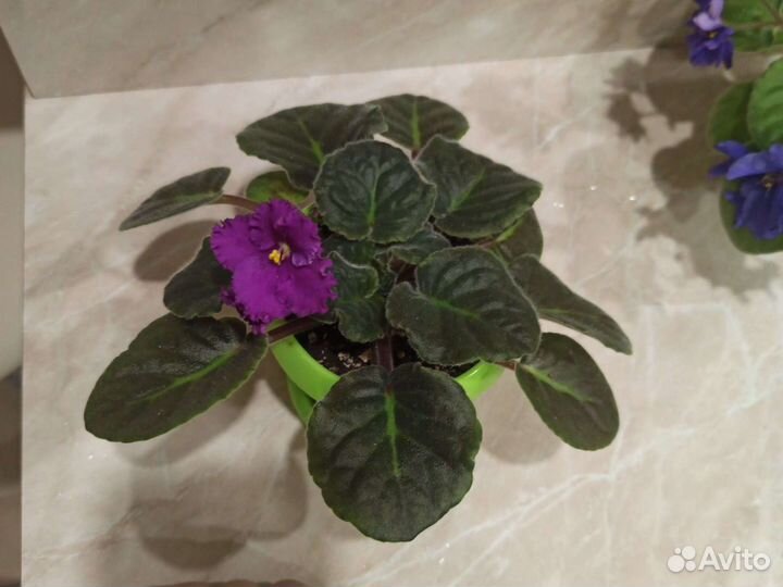 Цветущие фиалки