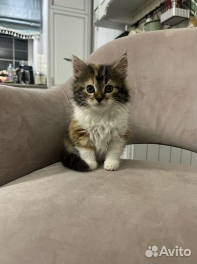 Котенок в добрые руки