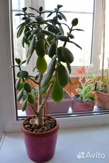 Денежное дерево (толстянка)