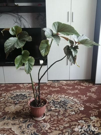 Бегония коралловая