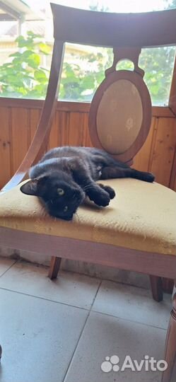 Кошки в добрые руки