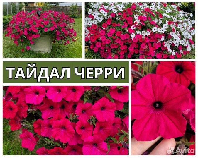 Вегетативные черенки