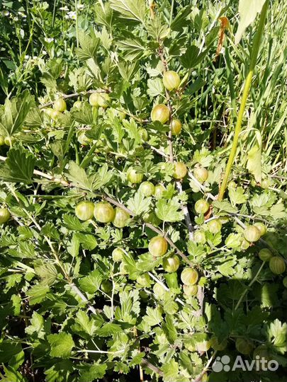 Крыжовник, куст