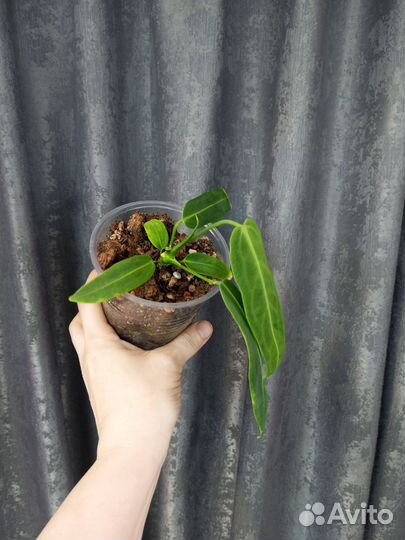 Антуриум Варока