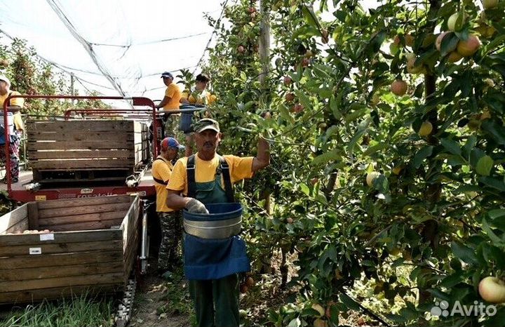 Сборка яблок. Вахта