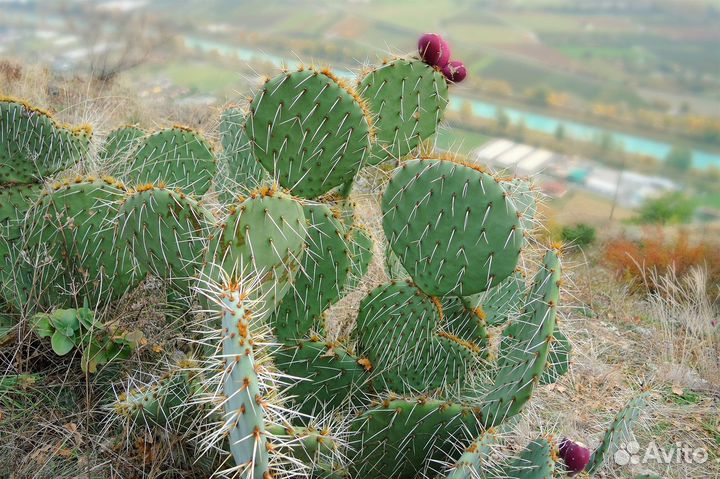 Кактусы, большой ассортимент, семена