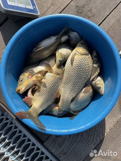Живая рыба карп
