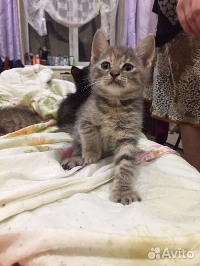 Кошки в добрые руки бесплатно