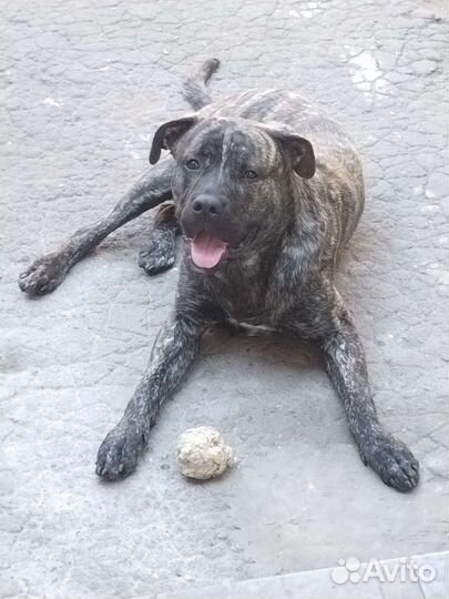 Алано эспаньол