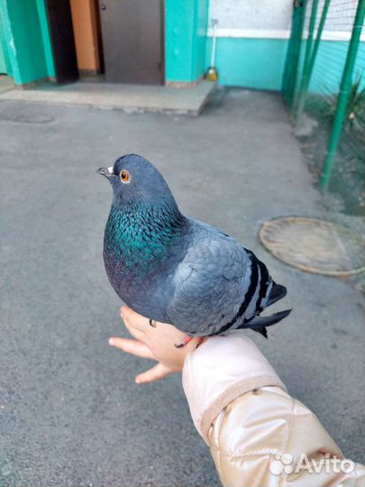 Голубь