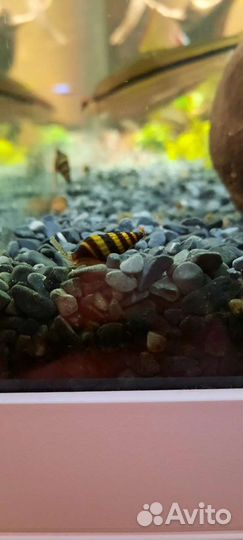 Улитка Хелена