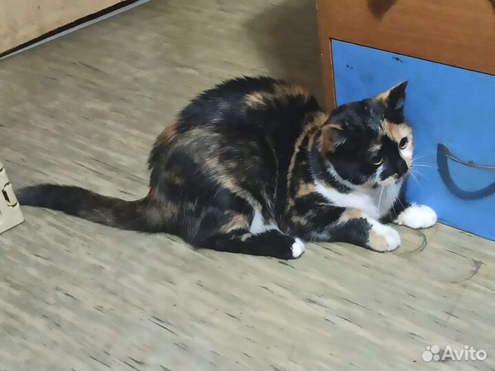 Кошка в дар