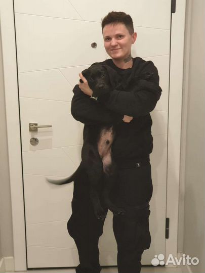 Передержка грызунов, выгул собак