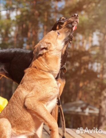 Собака в добрые руки