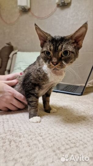 Котики в дар