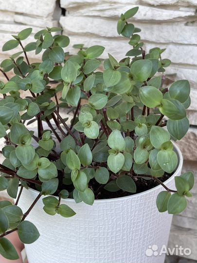 Каллизия Бьянка, Пурпурная