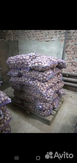 Картофель семенной