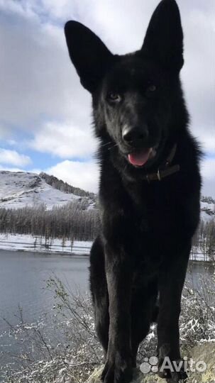 Собака кобель (Вязка)