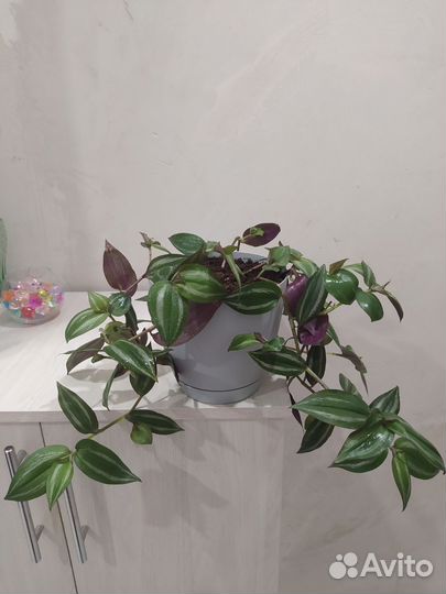 Традесканция