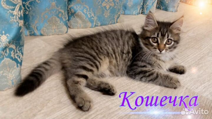 Кошечка в добрые руки