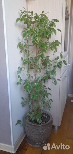 Фикус бенджамина 115 см в керамическом кашпо
