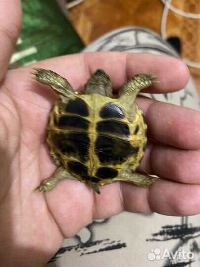 Черепаха сухопутная маленькая