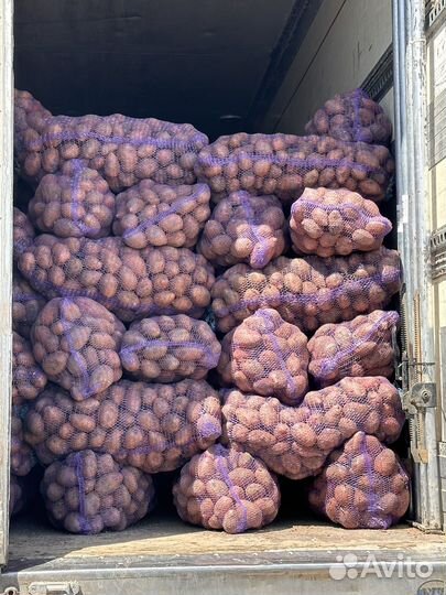Картофель оптом морковь свеклу капусту лук