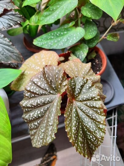 Традесканция, фиалки, бегонии Кейн