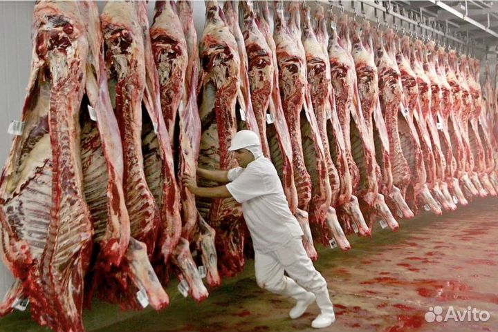 Прием на мясо крс