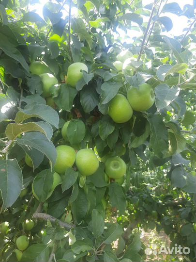 Яблоки симеренко