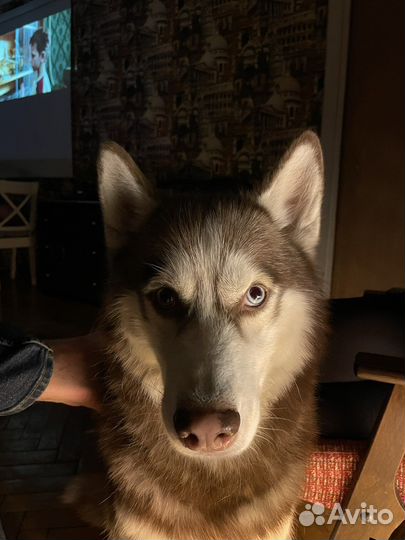 Вязка / случка кобель сибирский хаски