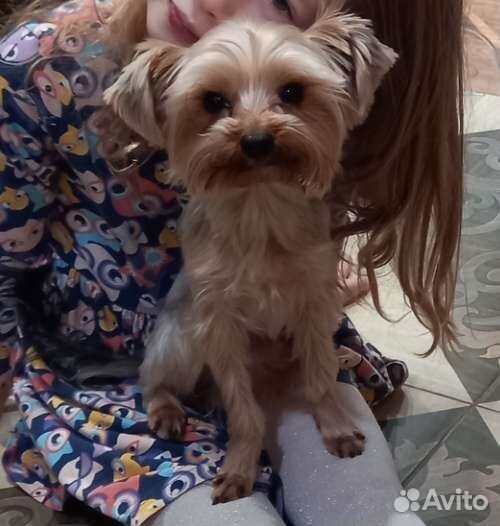 Выгул собак