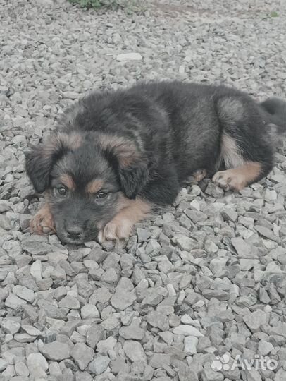 Щенки в добрые руки