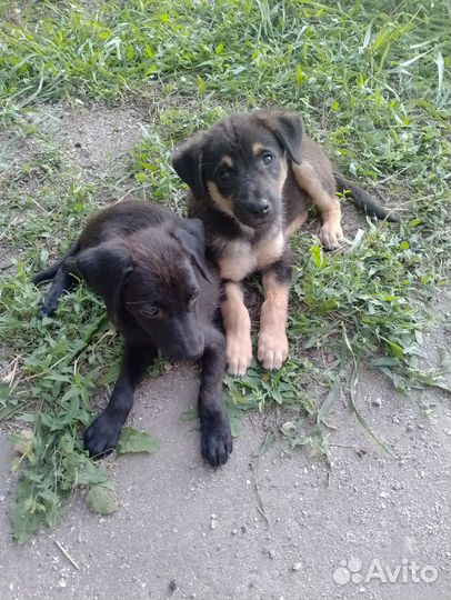 Собаке нужен человек