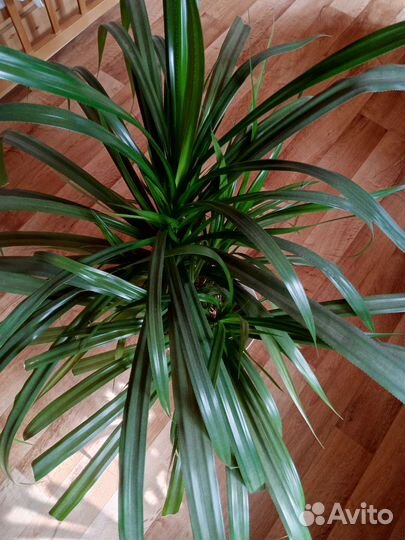 Пальма панданус(винтовая пальма)